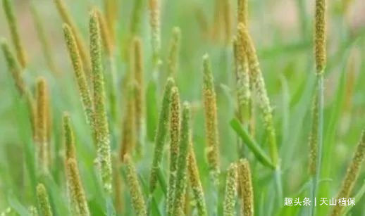 麦娘|农田里有种“小香肠”植物,农民过去痛恨,如今却拿来治脚气