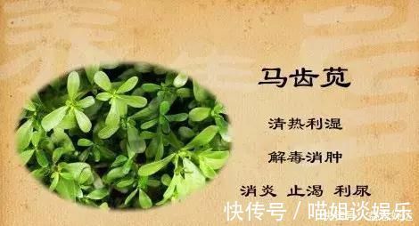 抗菌|救命的马齿苋,99的人不知道的作用再不吃就晚了