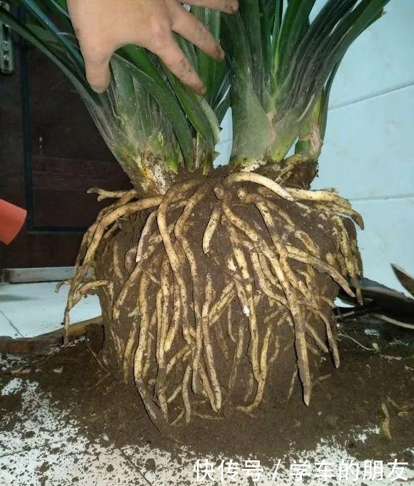 户外挖“2种土”养花，君子兰长得像“大白菜”，茉莉花“爆盆”！