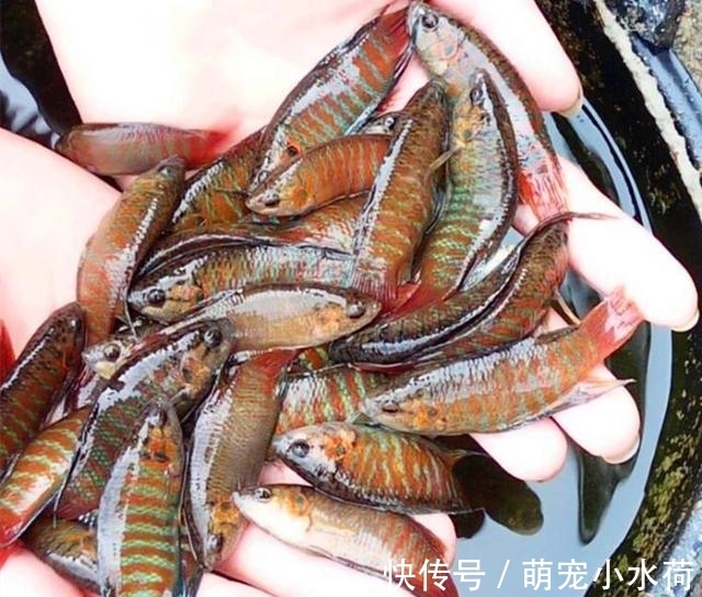 新品种|原生观赏鱼头号领军人物,以前被人瞧不起,如今新品种不断被挖掘