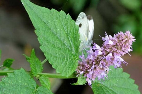 野草|一种比香水还香的野草,含一片叶子能除口臭,还是上等高钙菜!