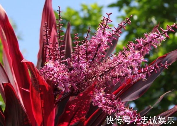 好养又容易开花的花卉,丢阳台随便一养美如画,开成花海蹭蹭冒