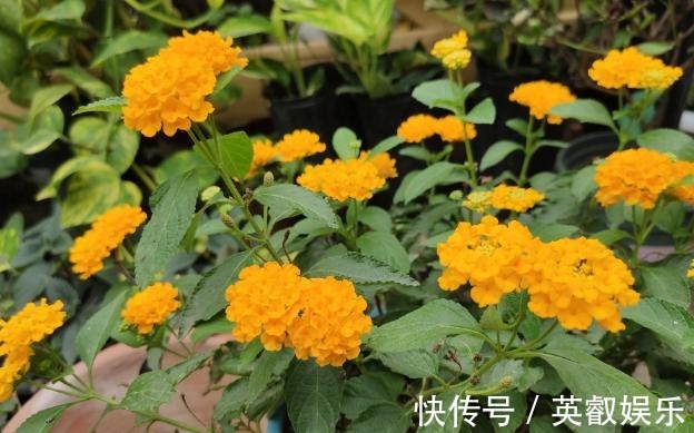 养花如何提升植物的抵抗力,减少病虫害用这2款调味品!