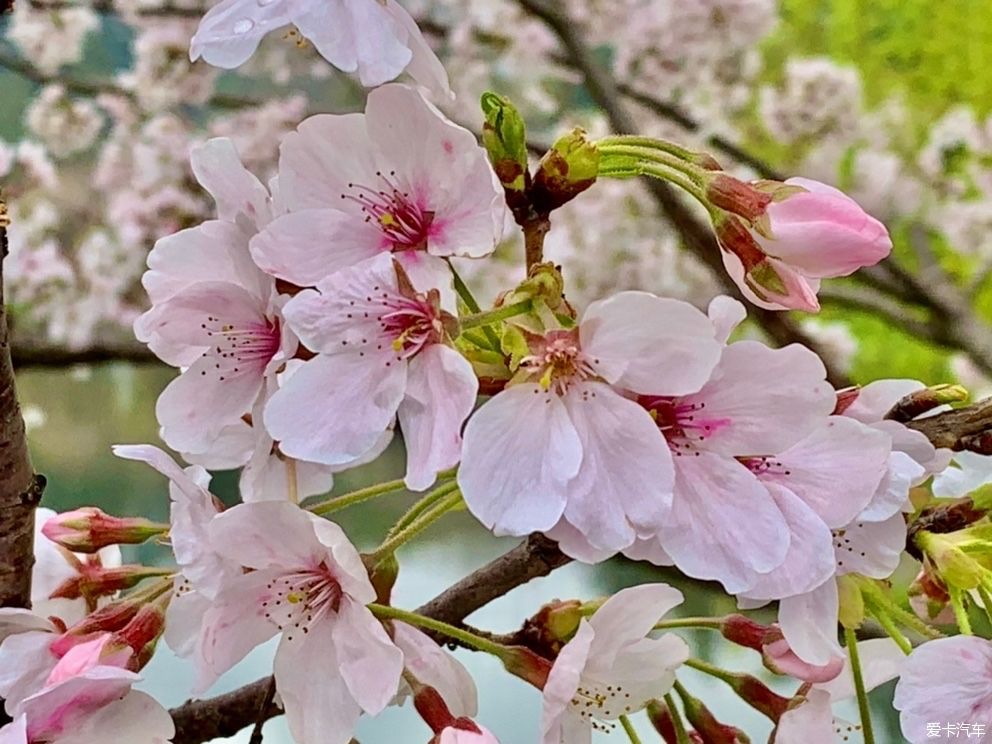 玄武湖|打卡：玄武湖樱花节