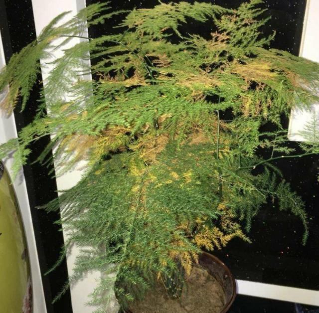 |沙雕动画,搞笑:老爹带回的高级测谎仪,让全家人都痛苦不已