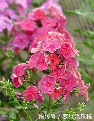 有毒花不能往家里搬,这几种花再喜欢咱也不能养,扔都不来及