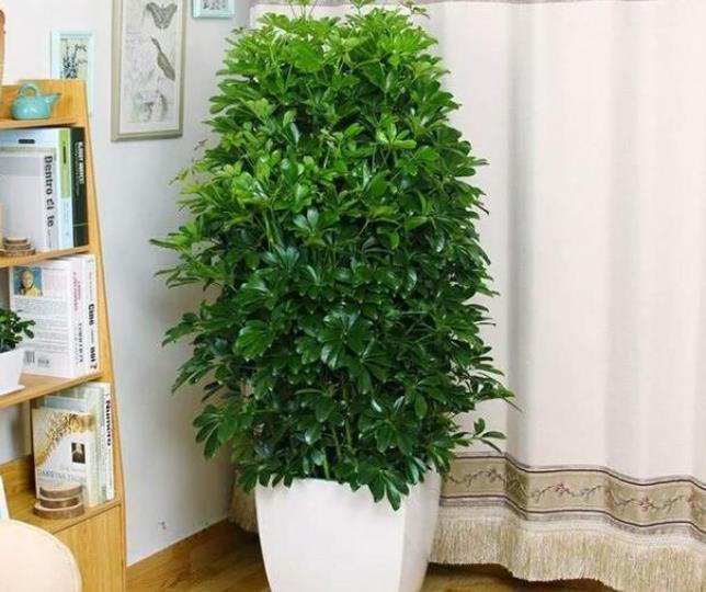 家庭养花选它,清新美观颜值高,养一盆空气更清新,扦插易成活
