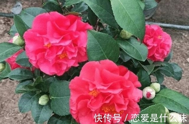 月季|别只养月季了,此花比牡丹还美,芳香四溢还好养