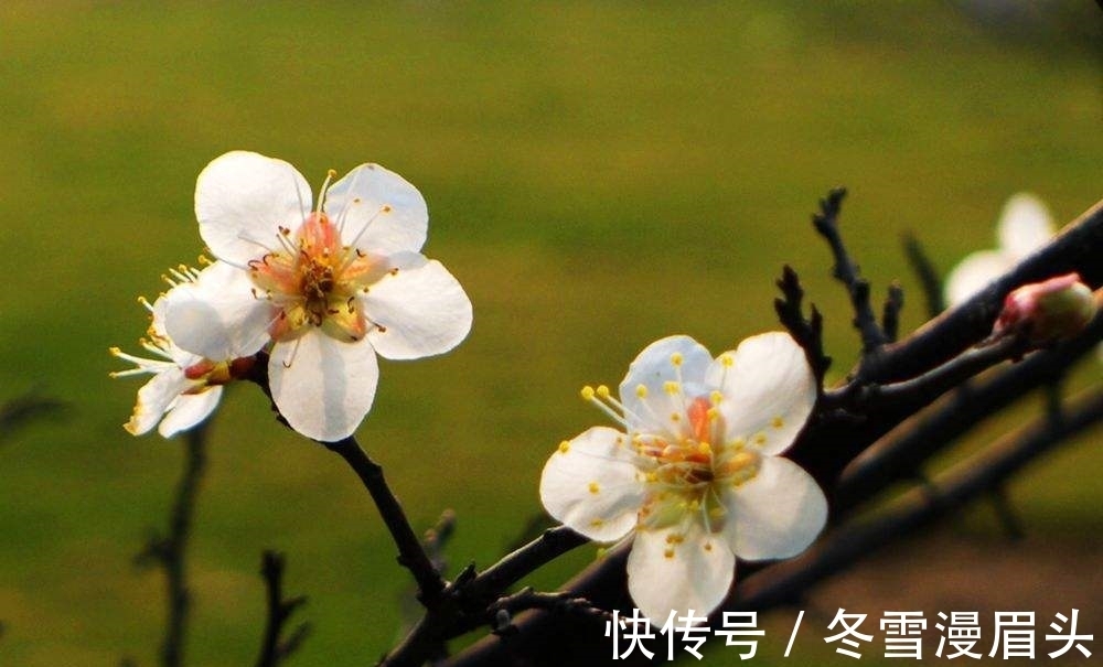 仙子!秋瑾一首《咏白梅》七律:写品格高洁的梅花,更是诗人自身的写照