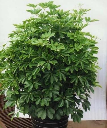 最适合养在卧室的花卉,能净化环境还能吸甲醛跟二手烟,特别好养