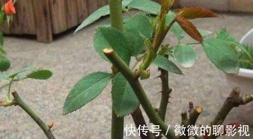 养花3分靠管,7分靠剪,6种必备的修剪小知识,你了解嘛