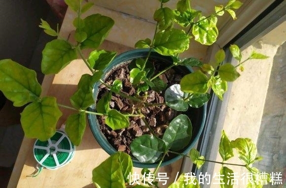 茉莉花怎么养?“清兰花,浊茉莉”,给茉莉换换土,开花更多