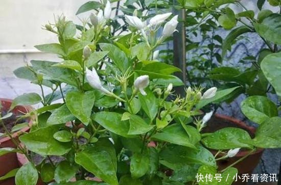 厨房一种的养花宝,比柳树皮都易得,效果不比柳树皮差