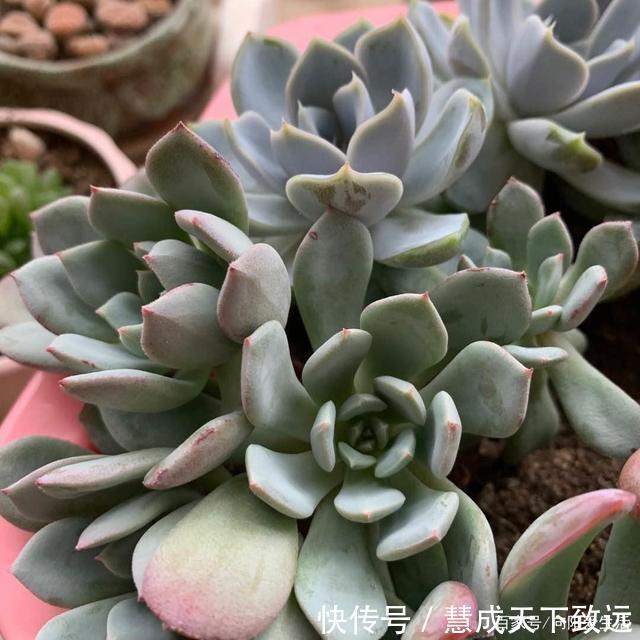 露天|高温季节，多肉选择露养最安全，浇水多注意，夏季不能浇太对