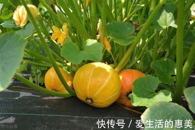 鲜枣|肠胃不好的人,少吃两红,多吃三黄,常饮四水,胃病慢慢变好