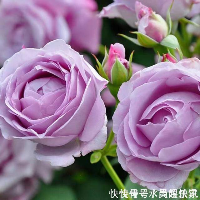 养护|“月季”不难养,记住2个养护“小要点”,盆盆都能开满枝!
