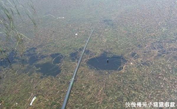 黑鱼|不会钓黑鱼试试民间的这种“野路子”,黑鱼没那么难钓