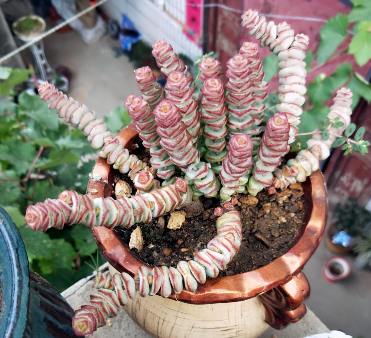 阿福花科|多肉大部分怕水,喜欢水的多肉,你养过吗?