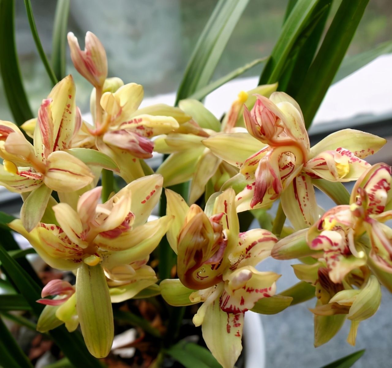 月季茶花看够了?养上这种兰花,自带仙气有奇香,一年开花多次