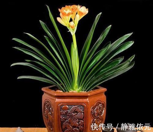 竹签子|不会养君子兰？插根竹签子，立竿见影，养出高品质君子兰