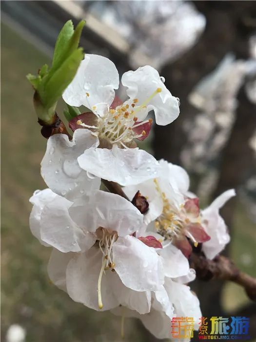 花海！梅花、玉兰、海棠、杏花，你要的醉人春色都藏在北京这座公园里！