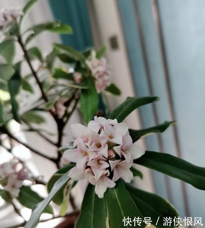 世界名花金边瑞香,冬季种植多注意这6点,开花香、数量多