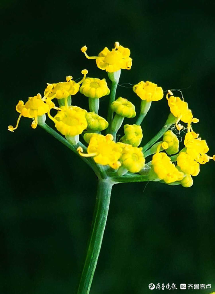 小巧|花开齐鲁精细小巧!临沂郯城烂漫盛开的茴香花,你认识吗?