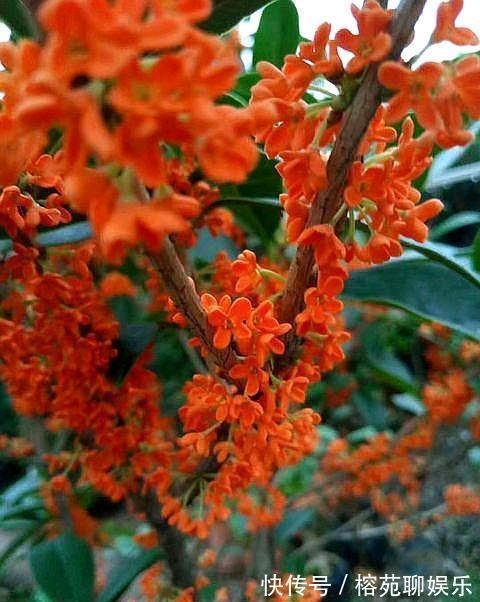 做好“4不要”,桂花树上开满花,叶片油绿旺盛,满院飘香