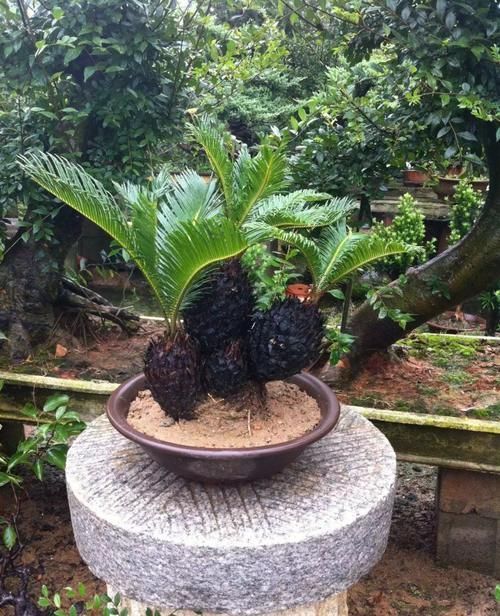 能养100年的花,养一盆成传家宝,越老越值钱!