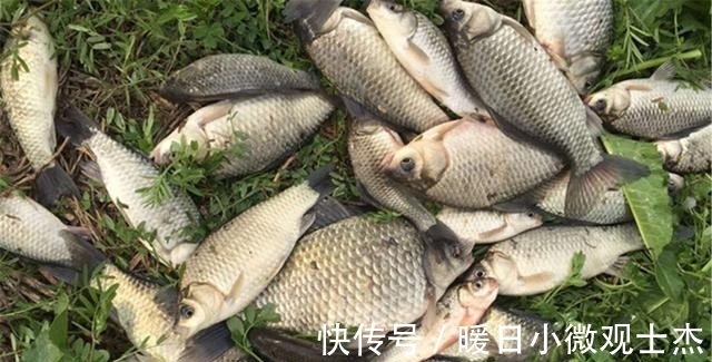 杂食性|野钓鲫鱼，用什么饵料最好？不同种类的鲫鱼和不同的食物