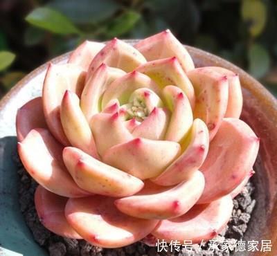 漂亮|新手养多肉选它,冬天不容易掉状态,照样上色美美哒!