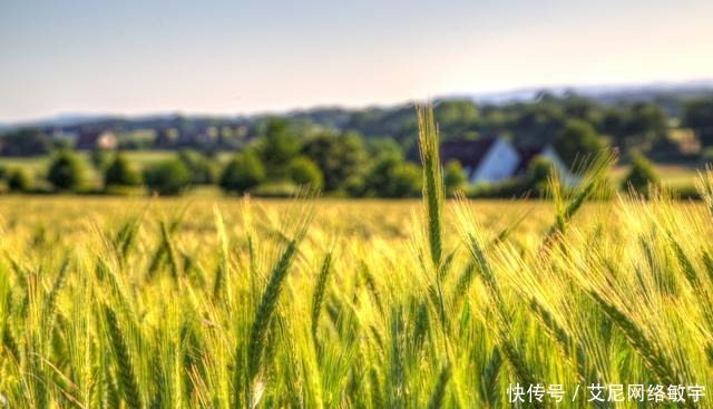 雏形|唐代杨炎财政思想:两税法制度与预算制度雏形