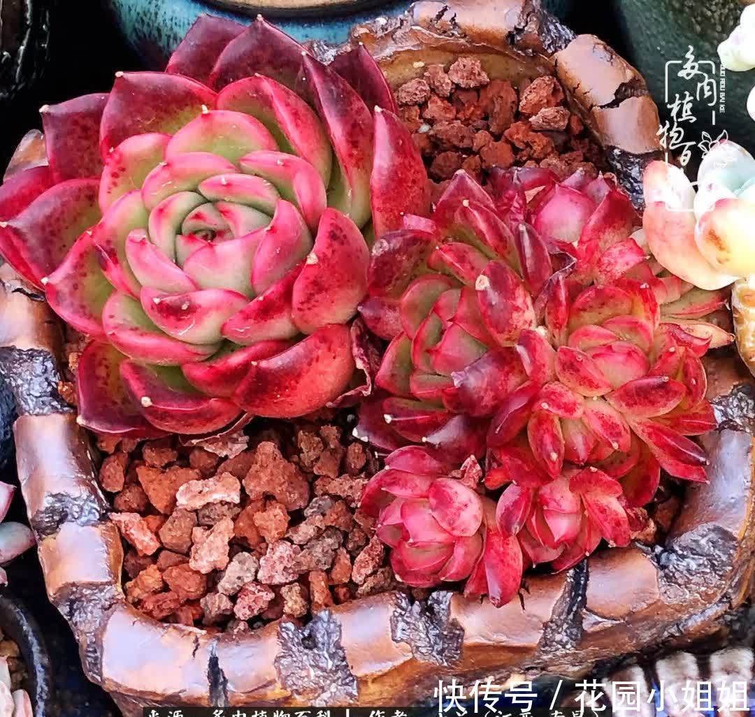 我的多肉宝宝美图，愿能给大家带来一丝轻松与愉悦！