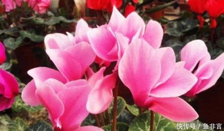 4款艳美的花卉,花大色艳花期长,开花就爆盆,不易生病好养护