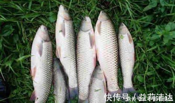 手竿|手竿钓草鱼,打窝方法很关键,这几种民间打窝“野路子”更留鱼!