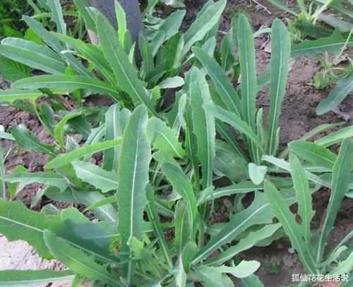 野菜|年轻人路边薅1把“网红野菜”回家，老人：这不就是当年的猪草吗