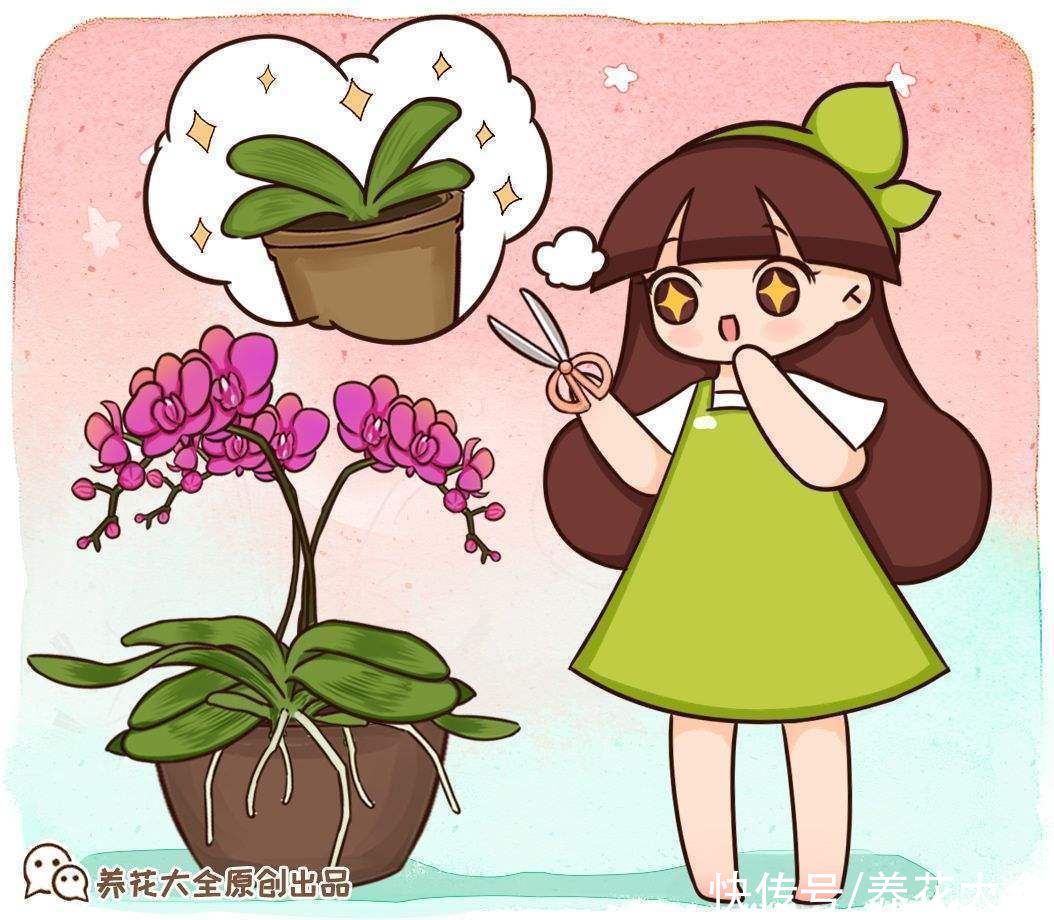 施肥|蝴蝶兰长势不旺？正确的浇水方法，你了解吗？