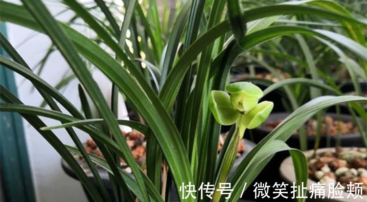 养兰花,给它喷点“生根水”,大白根直冒,长得肥肥壮壮!