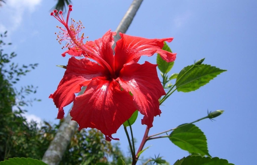 扶桑花开花少老花匠只用 3招 10天就 爆盆 花团锦簇 粉紫色 扶桑花开花少老花匠只用 3招 10天就 爆盆 花团锦簇 粉紫色