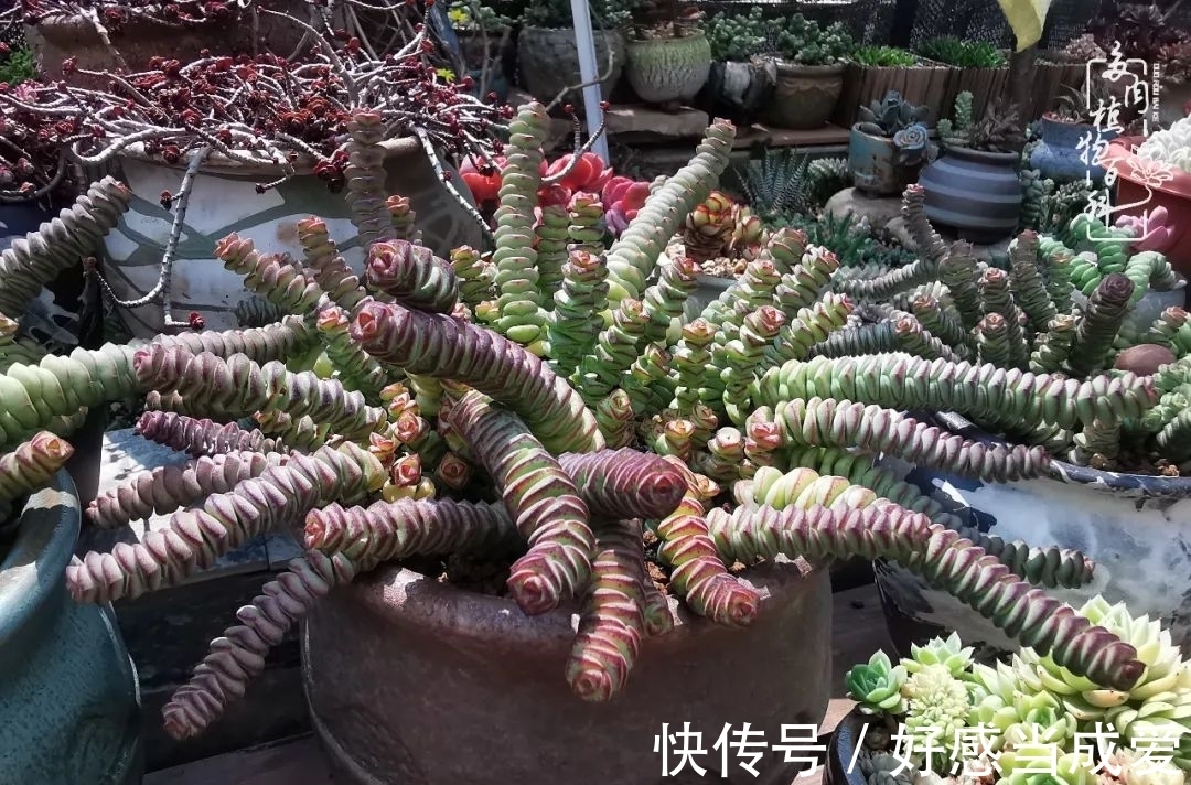 治愈之“肉”:愿所有的养肉人都被这些“胖子们”治愈