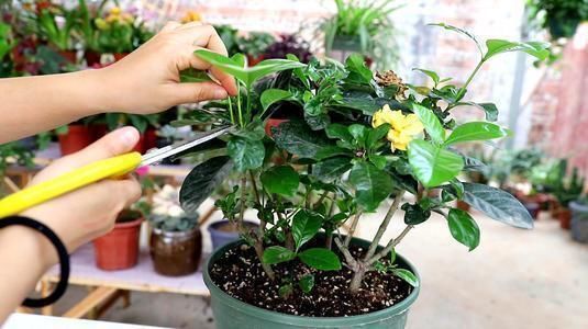 植株|修剪工作不能等,这几种花立秋就修剪,开花更多生长旺