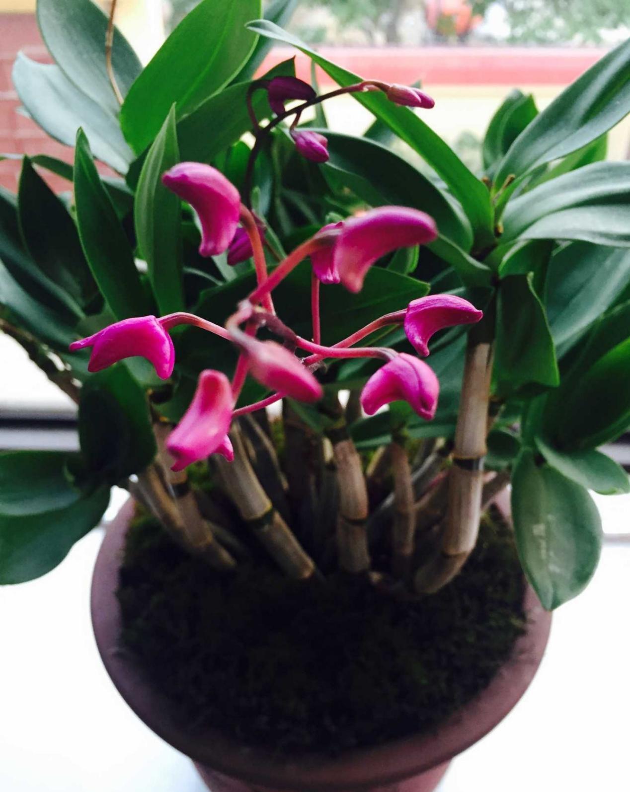 养花|哪些资源能被制作成养花“神器”?这4类全可以