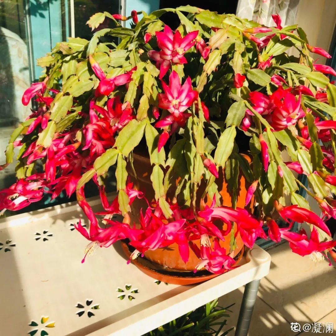 1种花长得像金鱼,耐寒好养活,种得越多越壮观