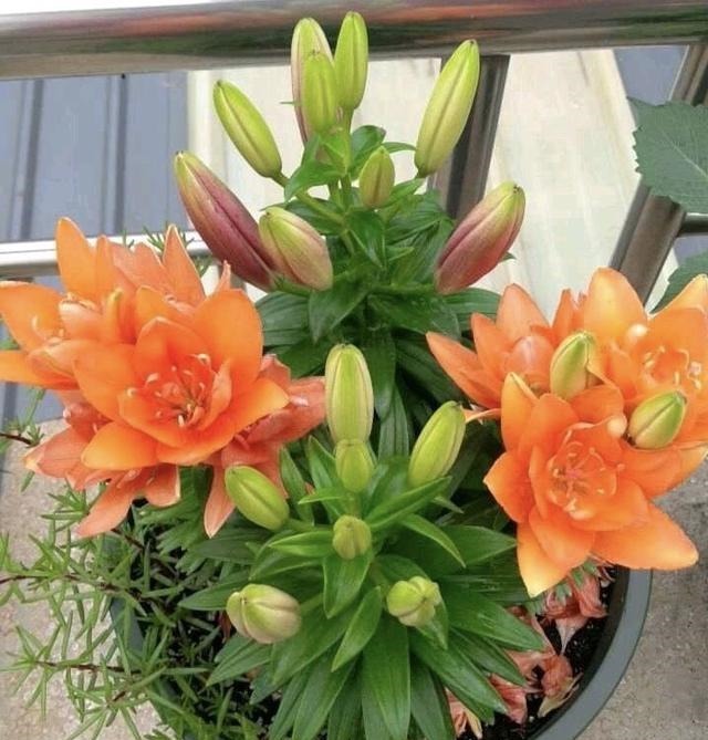 家里养花“别瞎买”,5种花是“有毒”的,对大人小孩都不好