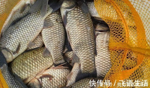 冬钓大鲫鱼,蚯蚓饵料的升级用法,鱼咬钩更猛,万能钓饵不是盖的