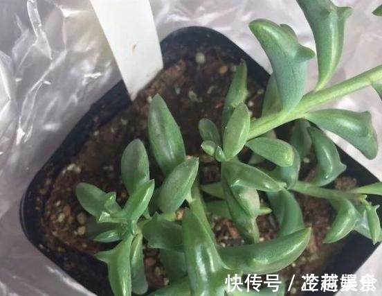 银波锦|办公室养多肉,盆栽这5款,不怕采光差、难看、一盆不剩!