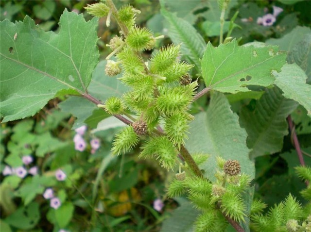 苍耳|乡下一种野草,小时候做玩具,如今人工种植价值高,很稀有