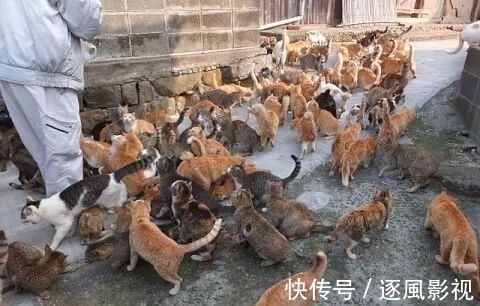 喵星人|日本怎么那么多撸猫圣地啊!