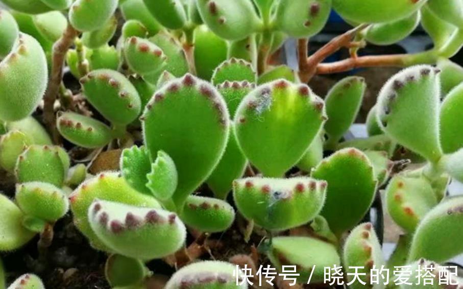 爆盆|养毛绒绒多肉熊童子,做到这4点,不掉叶,呼呼长爆盆