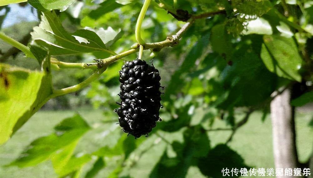 黑莓肉|会吃的人最长寿,常吃3种食物,可以清热化痰,润肺止咳